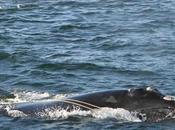 ballena: Cómo resuelven muertes investigadores marinos