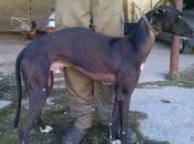 Otro galgo tirado como basura...