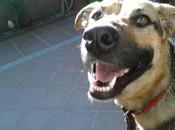 Cachorro perdido jerez.