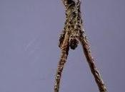 valedor