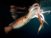 Primer vídeo calamar gigante profundidades