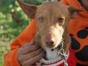 preciosidad adopción