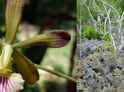 Descubiertas nuevas especies Orquídea Cuba