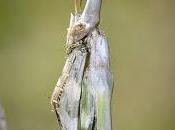 Empusa pennata (Thunberg, 1815) Insecto palo, diablillo