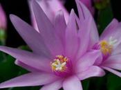 TimeLapse Floral
