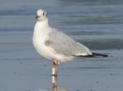 Gaviota reidora polaca