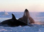 Orcas atrapadas bajo hielo norte Canadá (vídeo)