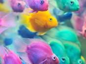 Rutas... migratorias caseras