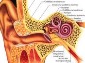 Clasificación tipos otitis pueden presentarse nuestro organismo