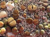 Lithops, cactus piedra