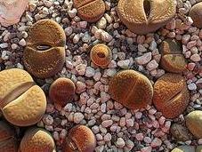 Lithops, cactus piedra