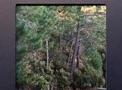 Pleasant dreams hacia bosques