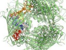 proteínas impulsan coherencia cuántica bacterias