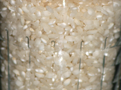 Básico cocina: Arroz Blanco