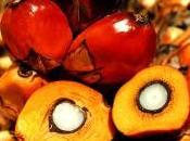 Sternchemie lanza aceite certificación RSPO