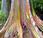 Eucalipto multicolor Eucalyptus deglupta
