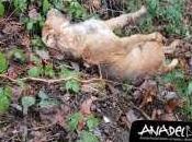 Localizados cuerpos vida perros caza vertedero Mieres
