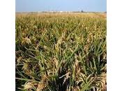 Receta paella valenciana pollo, conejo costillas estilo Ribera