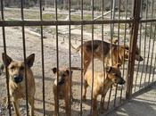 Cachorros pastor peligro. (Murcia)‏