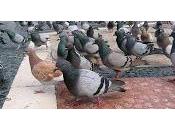 Palomas