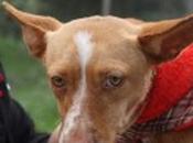 LIMA encantadora podenco andaluz‏.