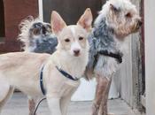 Unos niños lanzaron encima valla