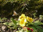 Esfinge colibrí invierno