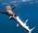 Hambrienta foca come cinco tiburones azules (vídeo fotos)