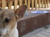 Sandocan recuperado sigue enadopción