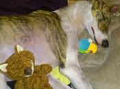 Historias adopta@s. Nacho