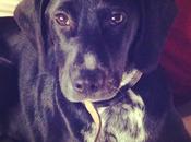 Sandy, cachorra meses, tamaño mediano, adopción. URGENTE!!