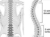 ¿Cómo vértebras nuestra espalda?