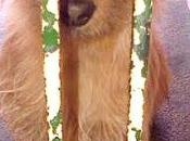 NUEVA PERRERA "CHICA", perrilla pequeña abandonada.‏ (SEVILLA)