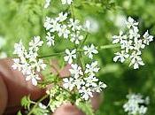Perifollo Anthriscus cerefolium