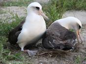 'Abuela' albatros tiene pollito años edad