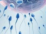 proteína esperma puede clave transmisión