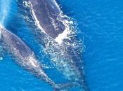 ballenas posterga parque eólico marino