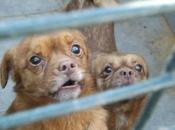 Perritos tristisimos jaula. Perrerta Mairena. (Sevilla)