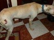 Dulce, galga torturada casi ahorcada