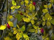 Autumn pics