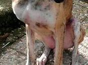 GALGO, CAPTURAMOS!, ahora qué?