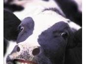 Vaca contenta, leche aumenta