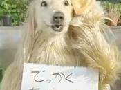 Este Perro capaz todo