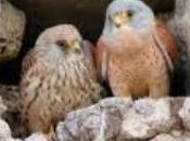 Logran cernícalos primilla críen libremente
