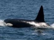 orcas pierden temporada almadraba