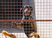 Roban tres galgos refugio Sociedad Protectora Animales Felicán