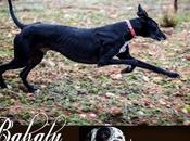 Babalu, espectacular galgo adopción