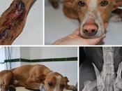 pienso gastarme puto duro, sacrificalo cazador dixit)