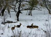Habitantes invierno