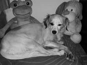 Linda, perrita perdida (Granada)